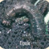 C'est un mélange contenant deux vers microscopiques, invisibles à l’œil nu qui parasitent et tuent les larves des vers gris et blancs vivant dans le sol. Son action est spécifique.