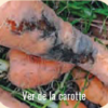 C'est un mélange contenant deux vers microscopiques, invisibles à l’œil nu qui parasitent et tuent les larves des vers gris et blancs vivant dans le sol. Son action est spécifique.