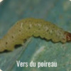 La solution efficace pour lutter naturellement contre les vers blancs et gris dans vos cultures potagères et maraichères