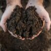 BioCycle Compost larves de mouches soldats noires