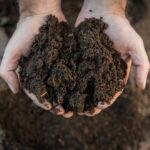 BioCycle Compost larves de mouches soldats noires