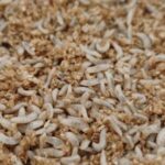 Larves de mouches soldats noires