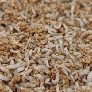 Larves de mouches soldats noires