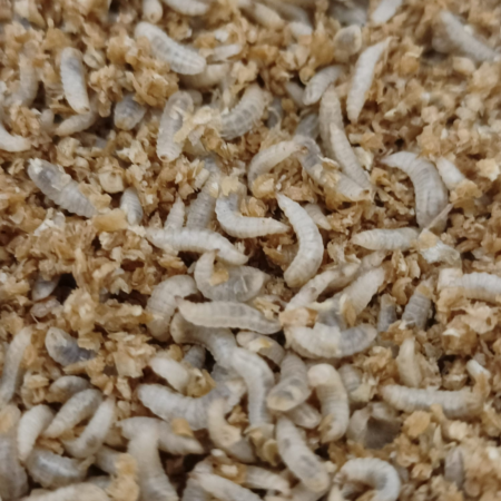 Élevage de mouches soldats noires (Hermetia Illucens)