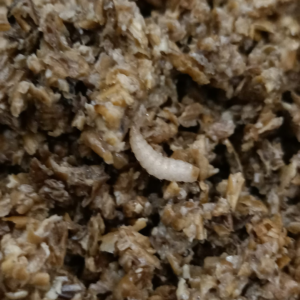 BioCycle Compost – Image 3