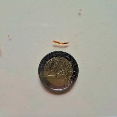 taille d'une microlarve