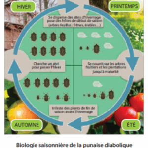 Le Piège à Punaise Diabolique ! – Image 7