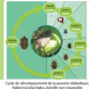 Le Piège à Punaise Diabolique ! – Image 8