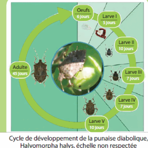 Le Piège à Punaise Diabolique ! – Image 8