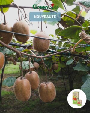 Piège Punaise Diabolique® pour lutter contre Halyomorpha halys