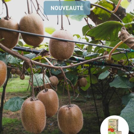 Piège Punaise Diabolique® pour lutter contre Halyomorpha halys