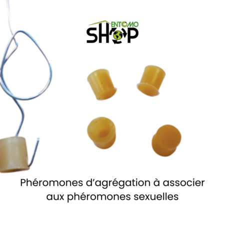 phéromones MTD