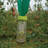 Stop aux punaises diaboliques ! Découvrez le Piège Punaise Diabolique® pour une protection optimale de vos vergers et potagers. Facile à installer, non toxique et très efficace avec sa phéromone.