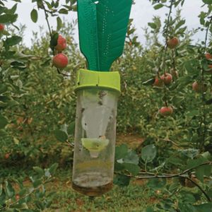 Stop aux punaises diaboliques ! Découvrez le Piège Punaise Diabolique® pour une protection optimale de vos vergers et potagers. Facile à installer, non toxique et très efficace avec sa phéromone.
