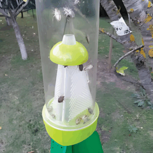 Stop aux punaises diaboliques ! Découvrez le Piège Punaise Diabolique® pour une protection optimale de vos vergers et potagers. Facile à installer, non toxique et très efficace avec sa phéromone.