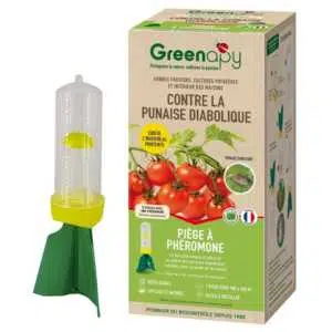 Punaise diabolique : Comment stopper l’invasion dans votre jardin et votre maison ? Depuis quelques années, elle est partout : dans les vergers, les potagers et même jusque dans nos salons. La punaise diabolique (Halyomorpha halys) est devenue le fléau des jardiniers et des agriculteurs. Mais comment s'en débarrasser sans saturer son environnement de produits chimiques ? Chez Entomoshop, nous préconisons une solution ciblée et écologique : le piège à phéromones.