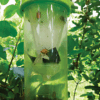 Stop aux punaises diaboliques ! Découvrez le Piège Punaise Diabolique® pour une protection optimale de vos vergers et potagers. Facile à installer, non toxique et très efficace avec sa phéromone.