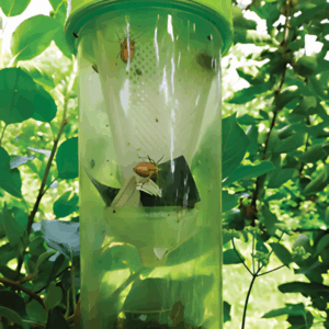 Stop aux punaises diaboliques ! Découvrez le Piège Punaise Diabolique® pour une protection optimale de vos vergers et potagers. Facile à installer, non toxique et très efficace avec sa phéromone.