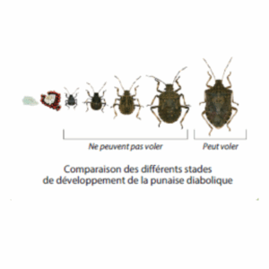 Stop aux punaises diaboliques ! Découvrez le Piège Punaise Diabolique® pour une protection optimale de vos vergers et potagers. Facile à installer, non toxique et très efficace avec sa phéromone.