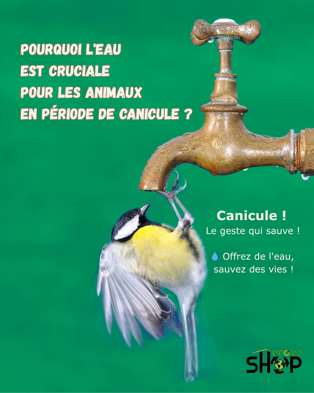 Canicule : Un enjeu de solidarité pour nos animaux et nos proches