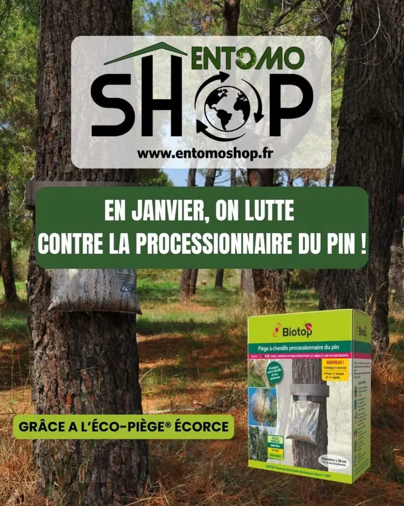 Protégez vos pins et votre famille des chenilles processionnaires avec l’Ecopiège. Une solution brevetée, validée par l’INRA et sans risque d'urtication. Disponible chez Entomoshop !