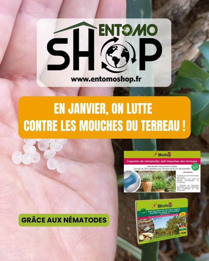 Protégez vos plantes d'intérieur des mouches du terreau en janvier ! Découvrez les capsules de nématodes Entomoshop : une solution naturelle, rapide et efficace.