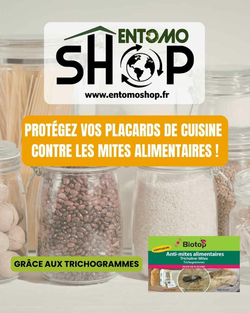 Marre des mites alimentaires ? Protégez vos placards naturellement avec les trichogrammes Entomoshop. Une solution de biocontrôle efficace et sans chimie !