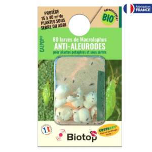 Punaise Macrolophus Pygmaeus Calpop - Anti-Aleurodes et Acariens