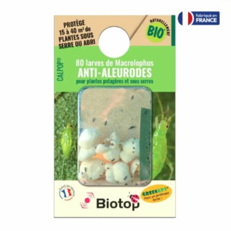 Macrolophus anti aleurodes 80 larves Vivapack