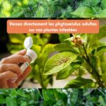 Phytoseiulus anti acariens 500 acariens