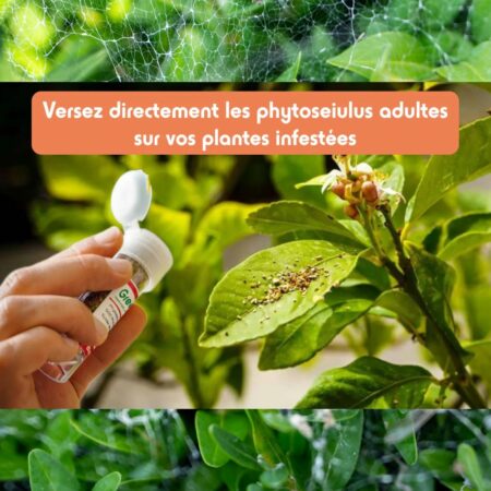 Phytoseiulus anti acariens 500 acariens