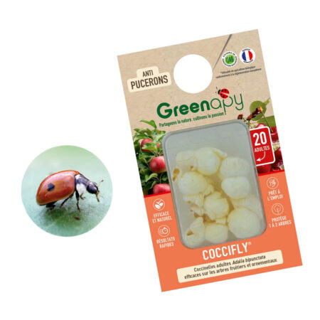 coccinelles adultes Coccifly®