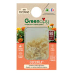 Larves de coccinelles anti-pucerons x80 – COCCIFLY