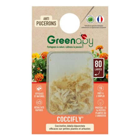 Larves de coccinelles anti-pucerons x80 – COCCIFLY