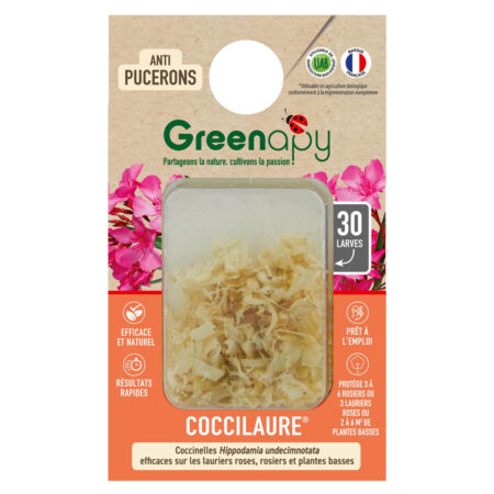 Coccinelles Coccilaure® : L'arme fatale contre le puceron jaune du Laurier-rose