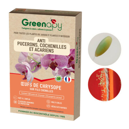 Chrysope 300 oeufs sur fils de jute anti-ravageurs divers préventif