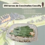 350 larves coccinelles anti-pucerons - Coccifly