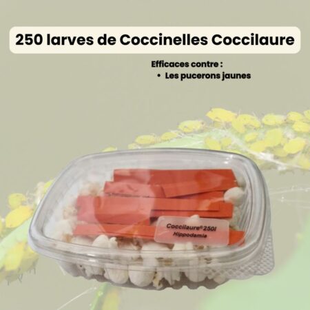 lauriers-roses-pucerons-jaune