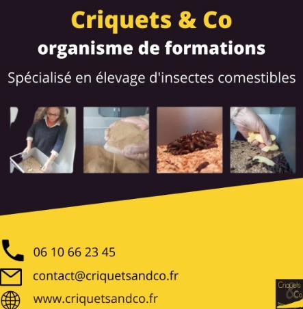 Criquets and Co, votre organisme de formations spécialisé dans la filière des insectes comestibles