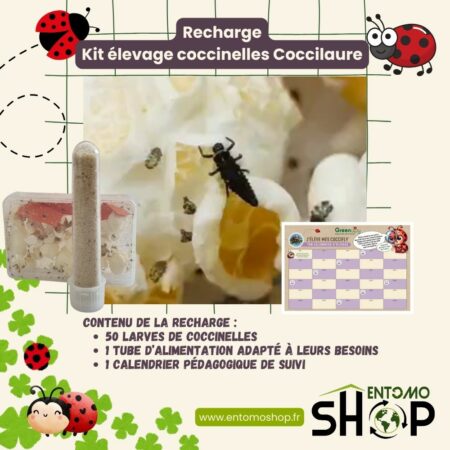 Rechargez votre kit d’élevage avec 50 larves Coccilaure et leur alimentation.