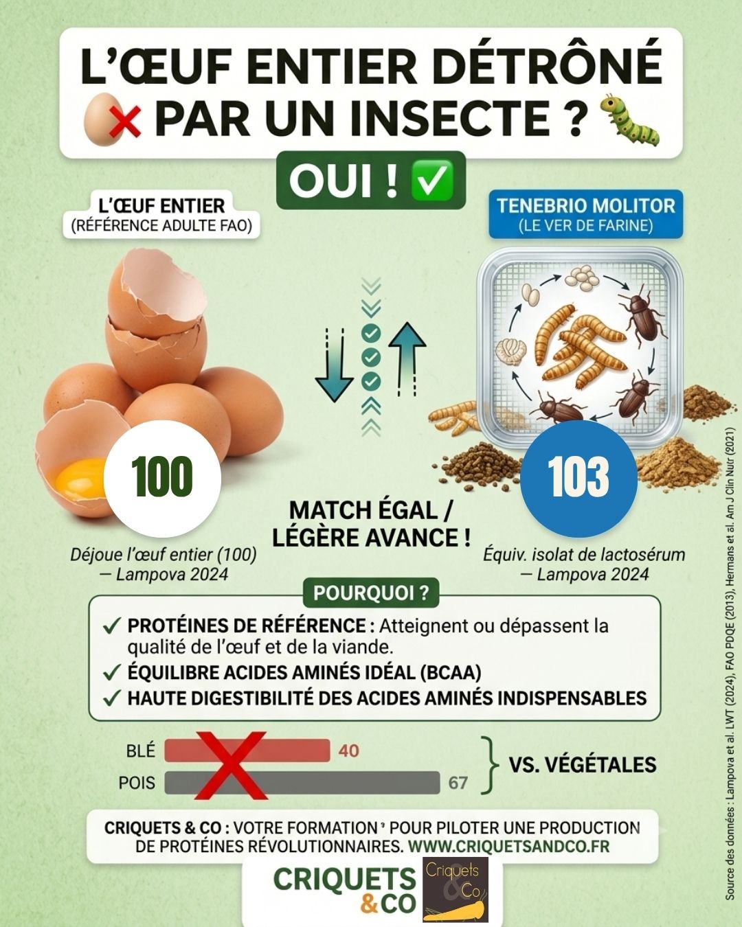 Protéines d'insectes : La digestibilité unique du Tenebrio molitor