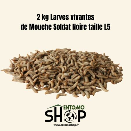 Larves de Mouche Soldat Noire Vivantes L5 – Vente au Kilo | Entomoshop