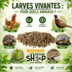 Larves de Mouche Soldat Noire Vivantes L5 – Vente au Kilo | Entomoshop