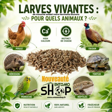 Larves de Mouche Soldat Noire Vivantes L5 – Vente au Kilo | Entomoshop