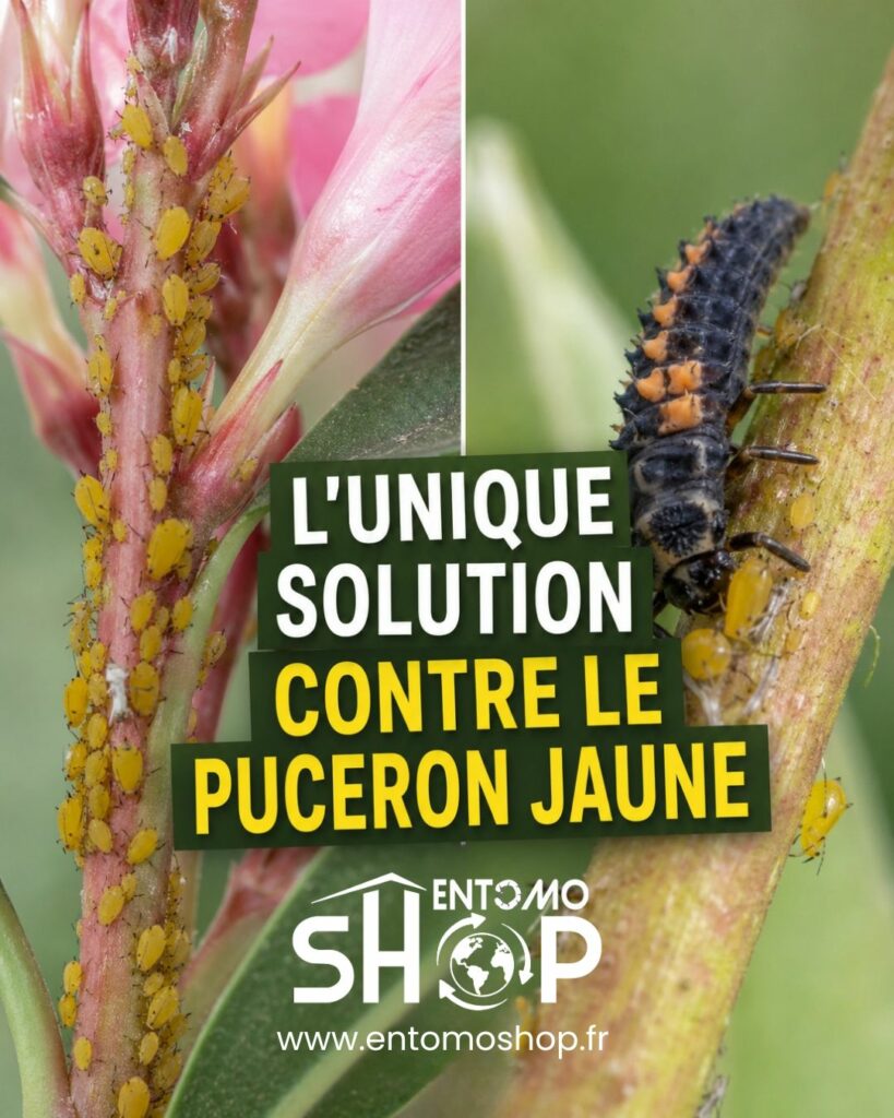Coccinelles