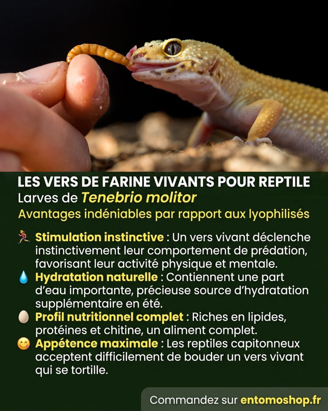 vers de farine vivant