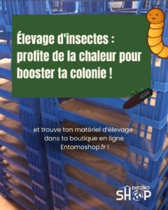 élevage d'insectes booste ta productivité en été
