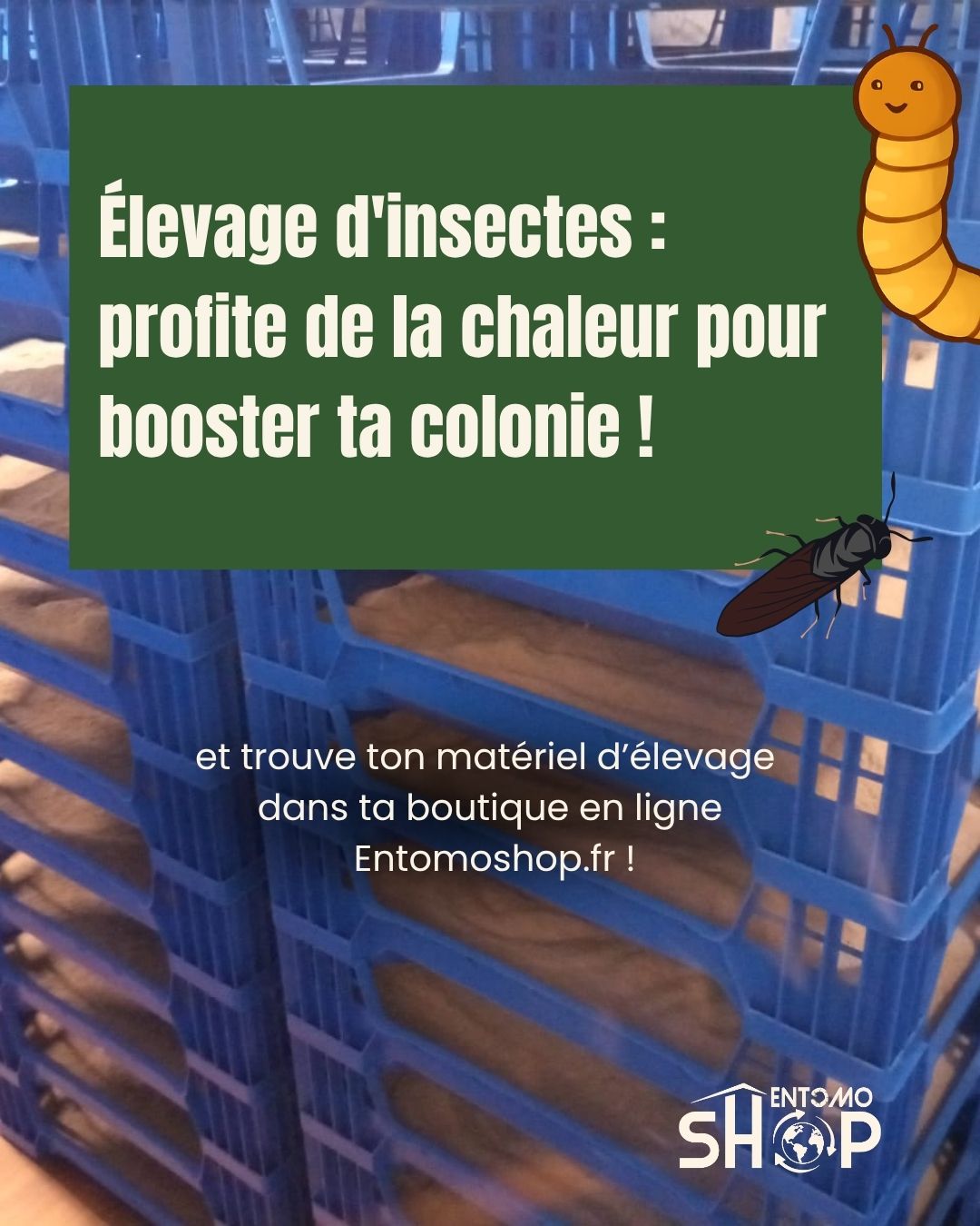 élevage d'insectes booste ta productivité en été