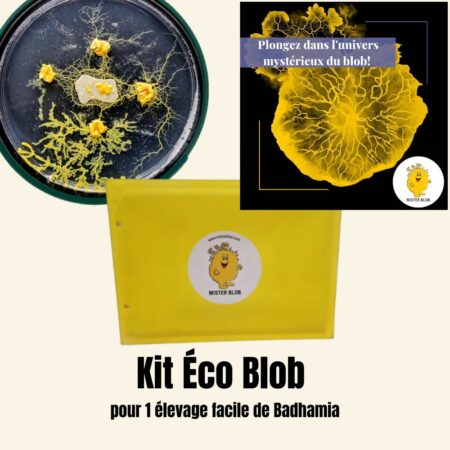 Badhamia a l’avantage d’être particulièrement facile à réveiller et convient très bien à une première expérience.