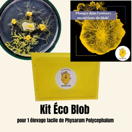 Physarum polycephalum